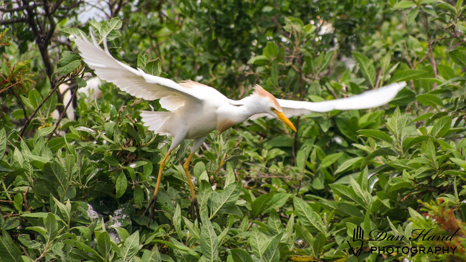 Cattle Egret