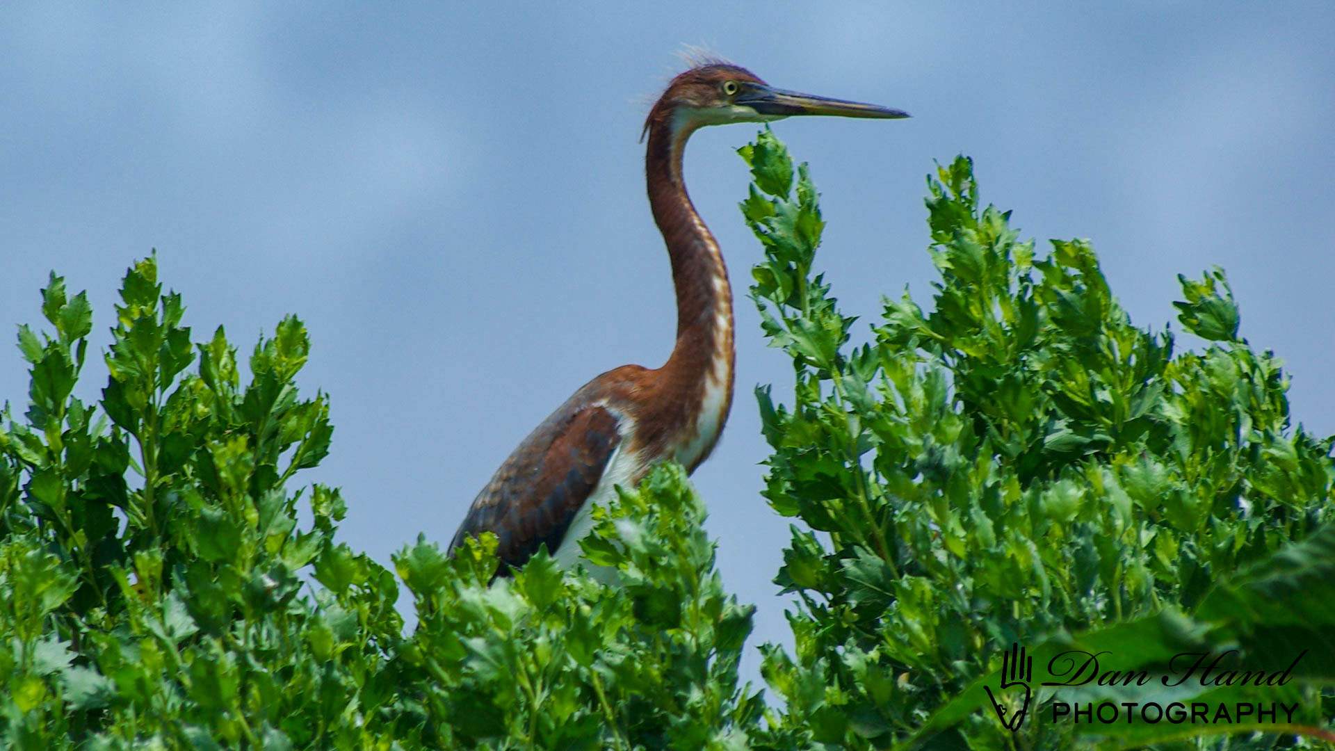 Tri Colored Heron