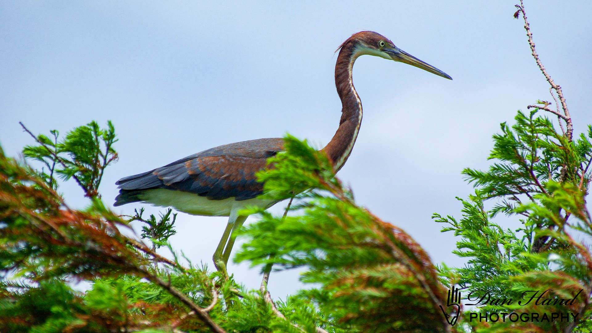 Tricolored Heron