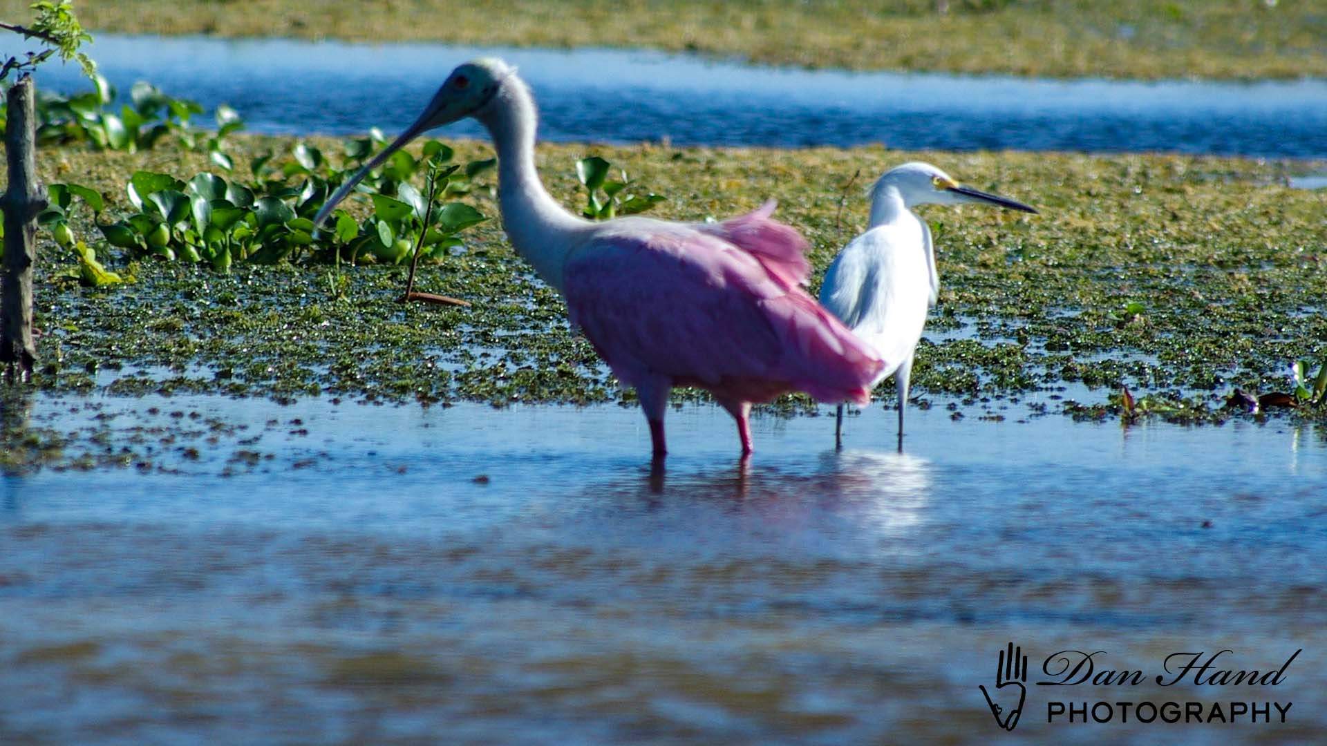 Roseate Spoonbill & Snowy Egret