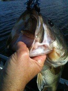 Largemouth Bass