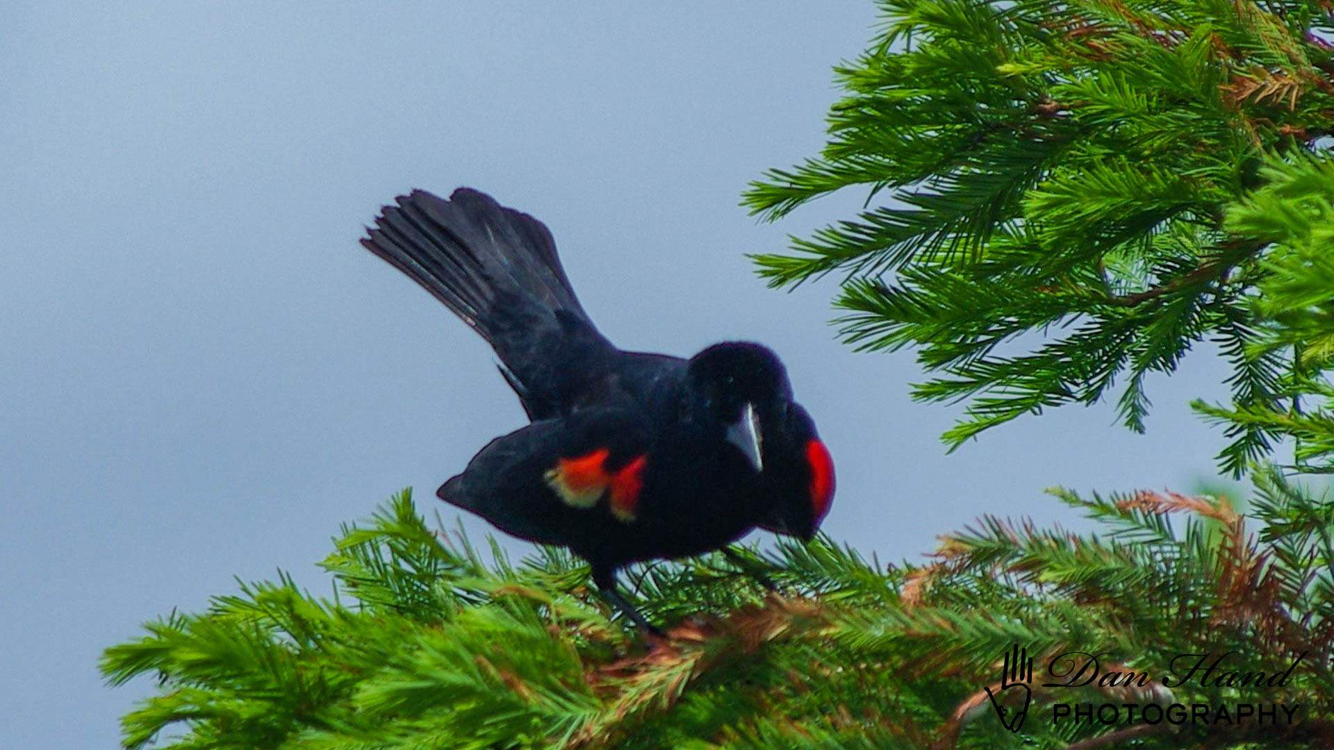 Red-Winged Blackbird