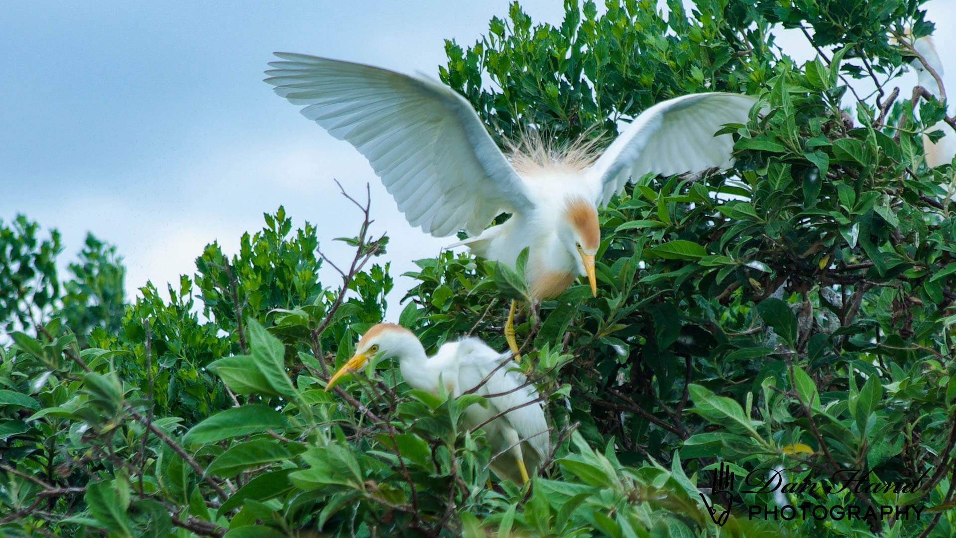 A pair of Cattle Egrets