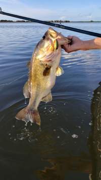 Largemouth Bass