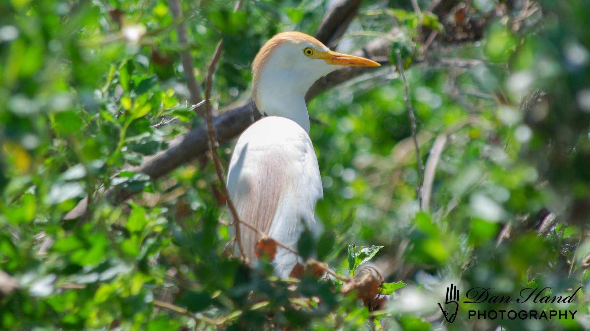 Cattle Egret