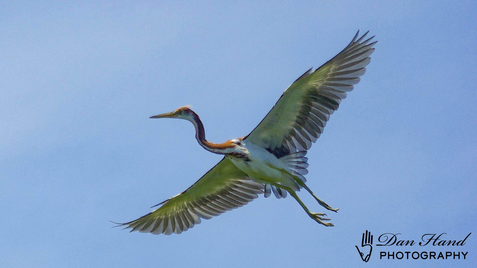 Tricolored Heron