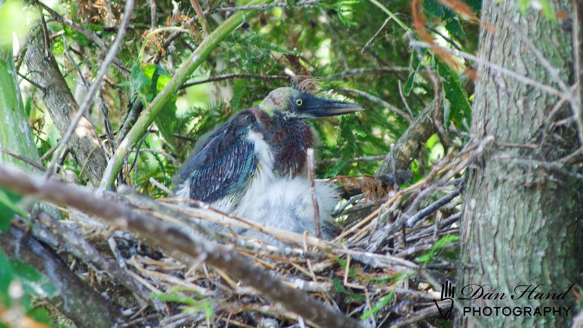 Tricolored Heron