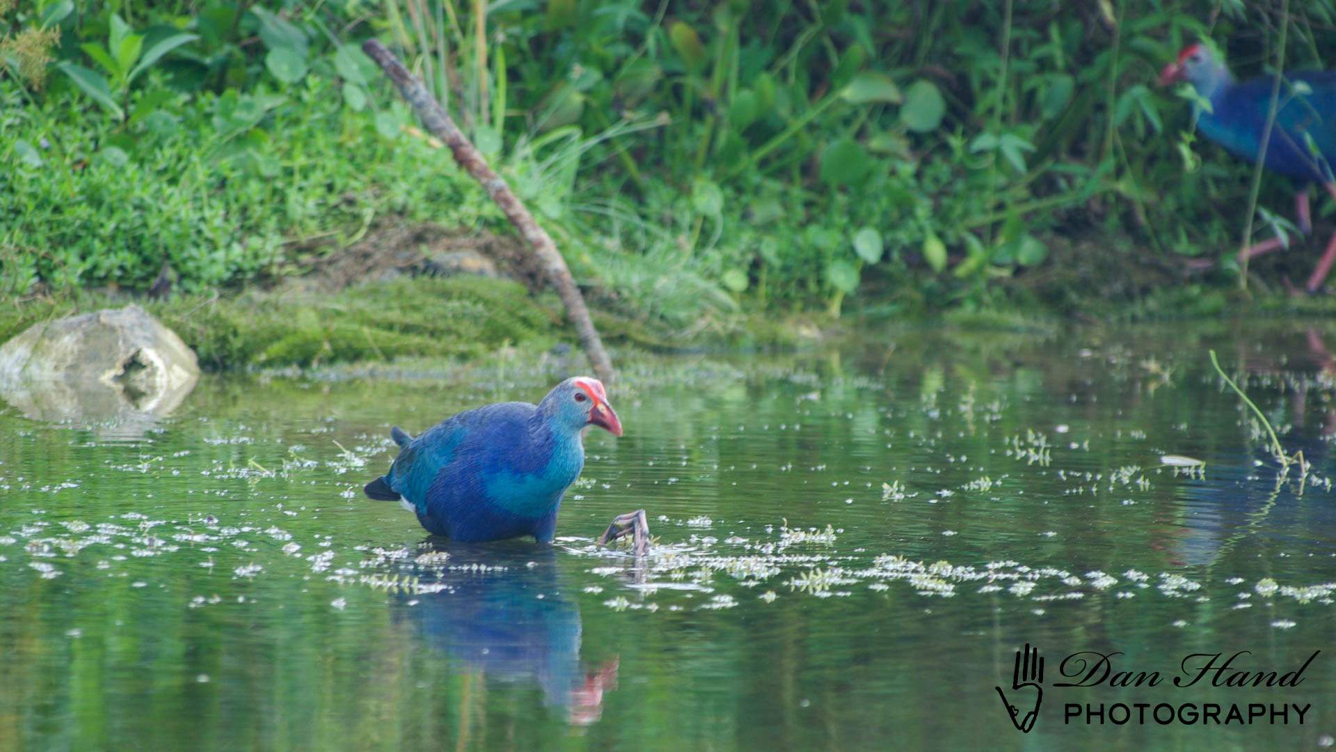 Purple Swamp Hen