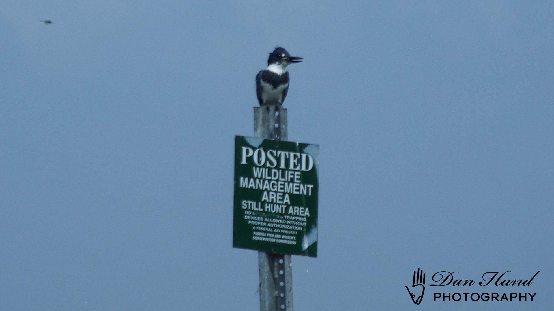 Belted Kingfisher