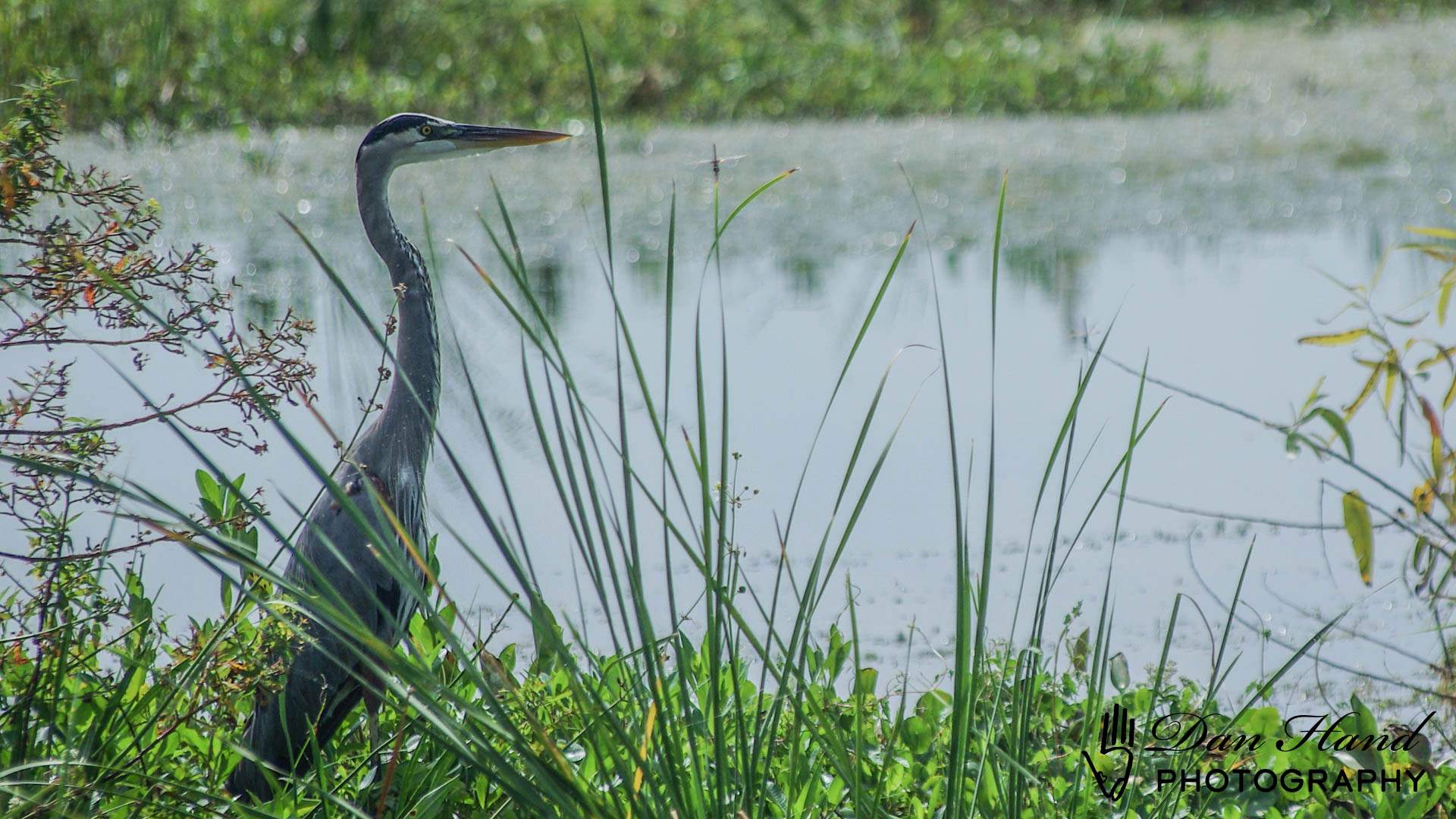 Great Blue Heron