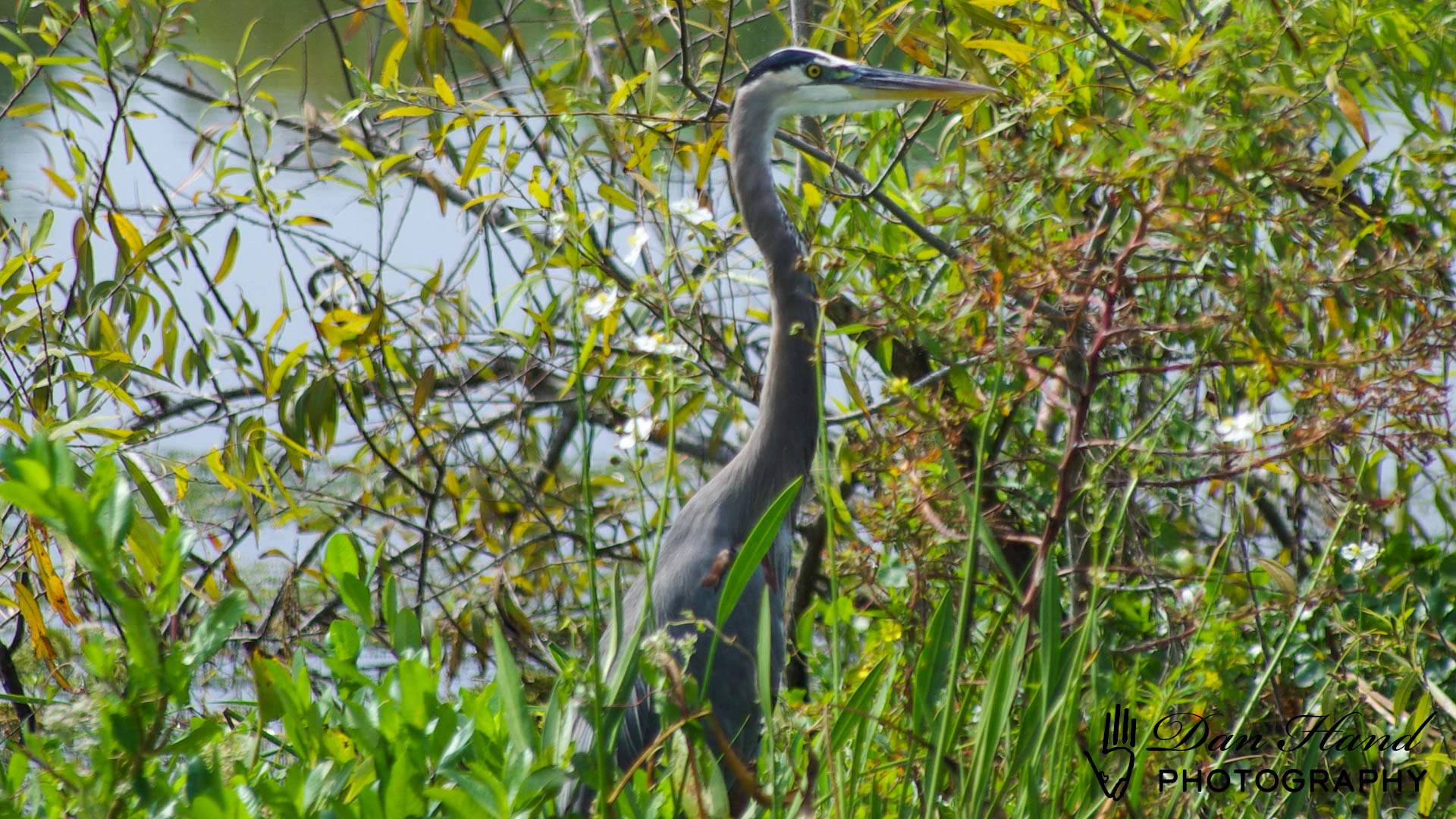 Great Blue Heron