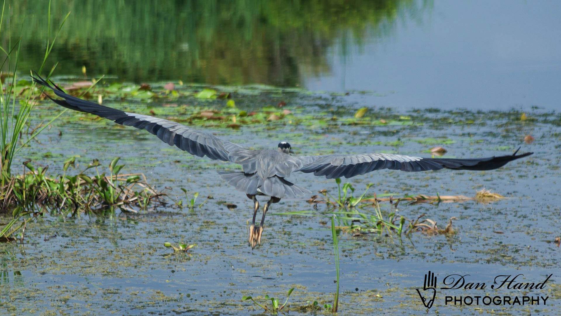 Great Blue Heron