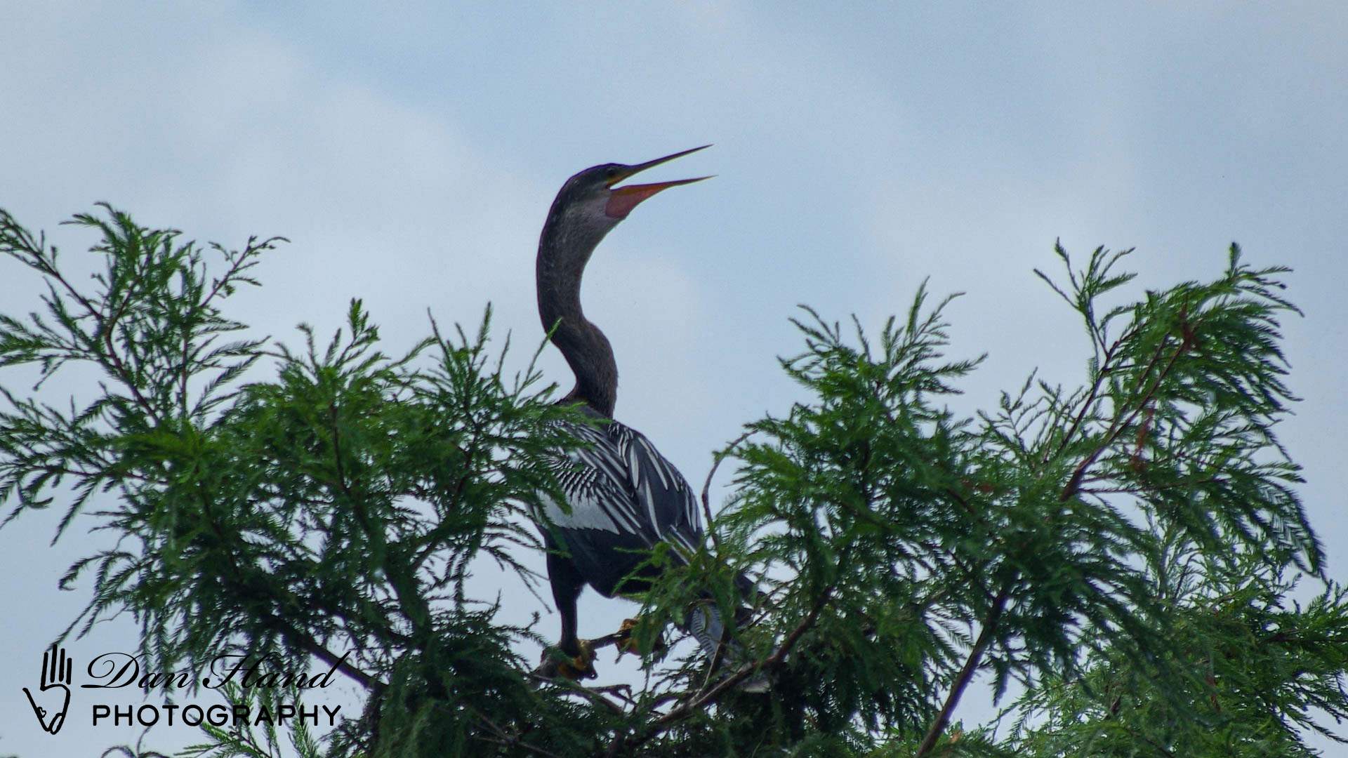 Anhinga