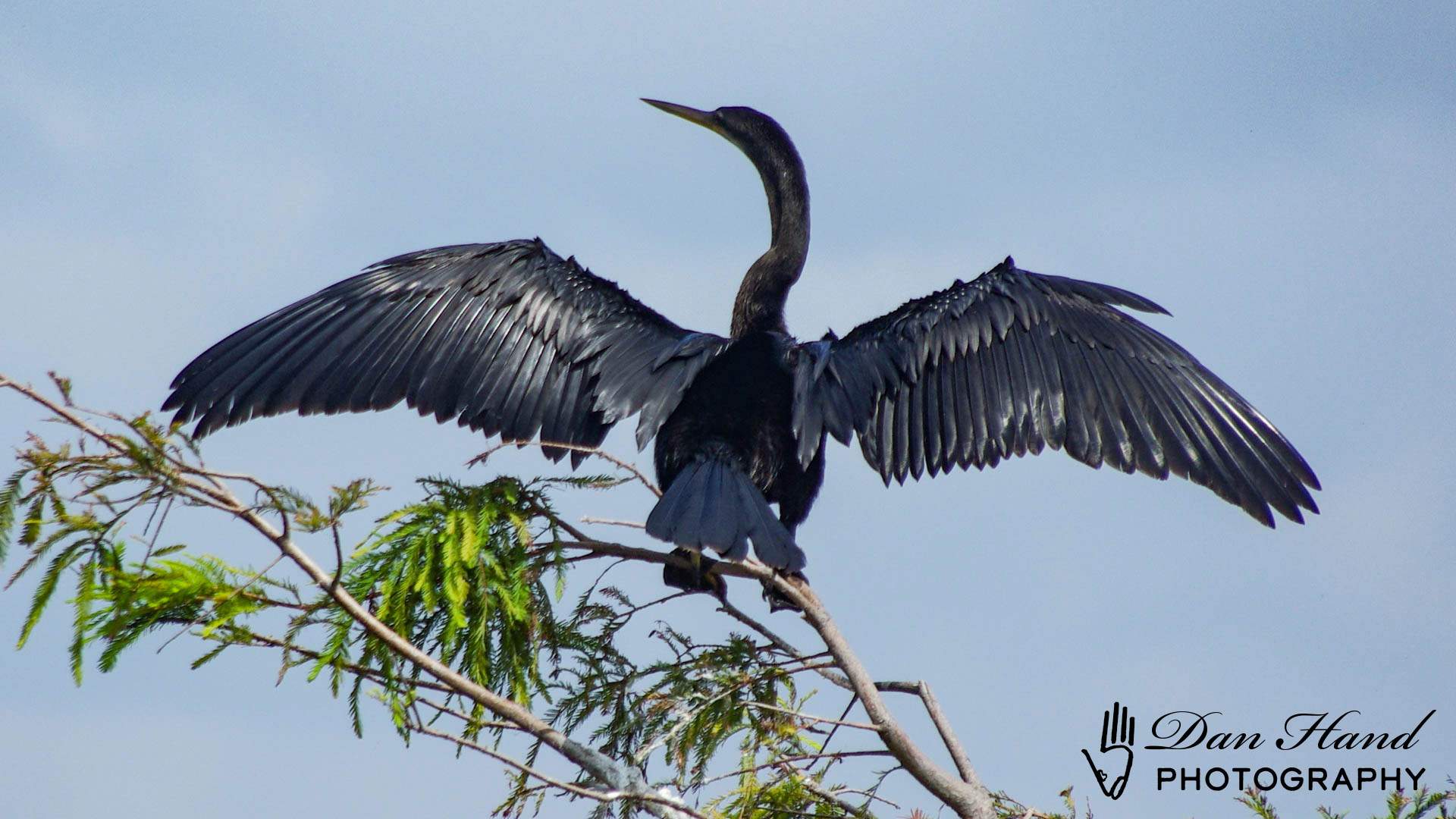 Anhinga