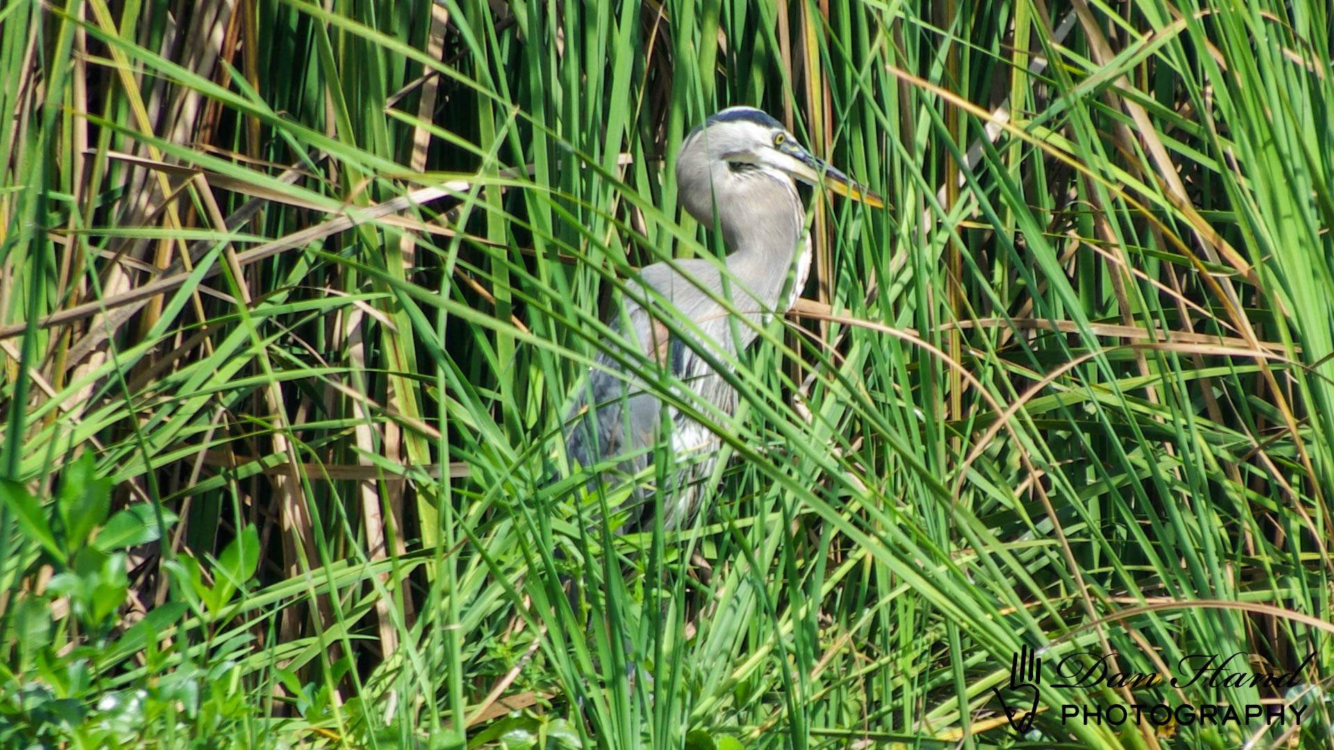 Great Blue Heron