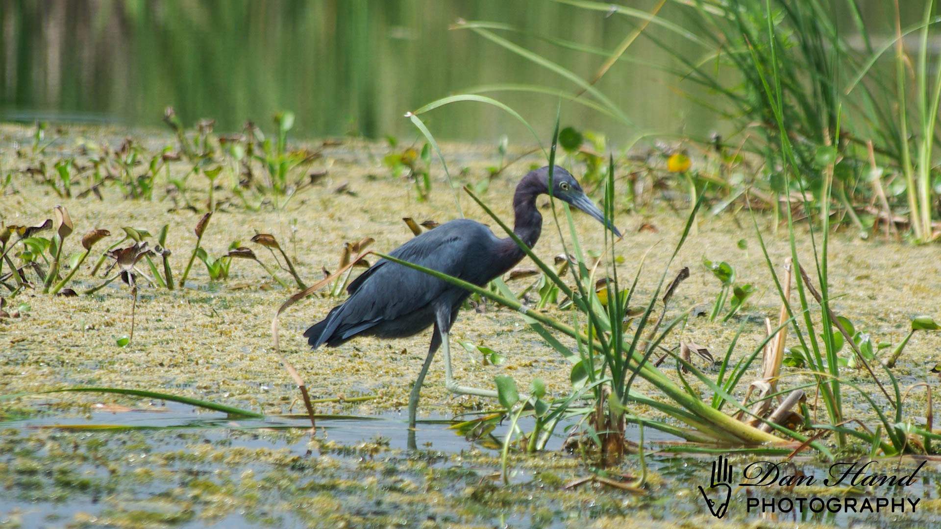 Little Blue Heron