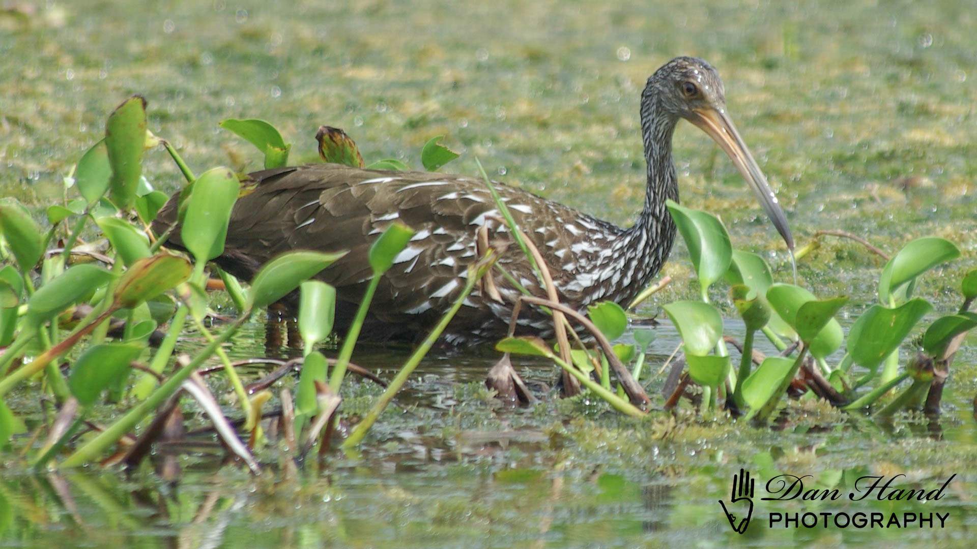 Limpkin