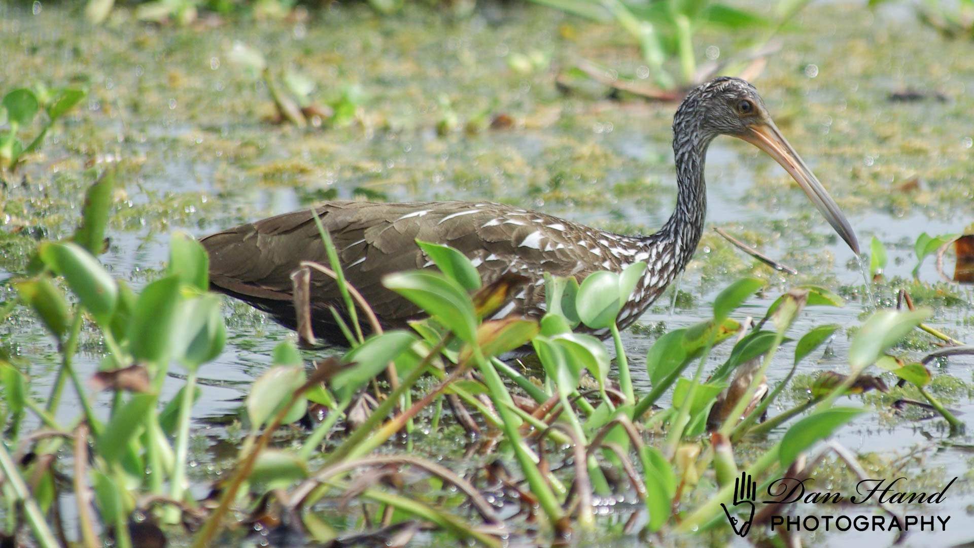 Limpkin