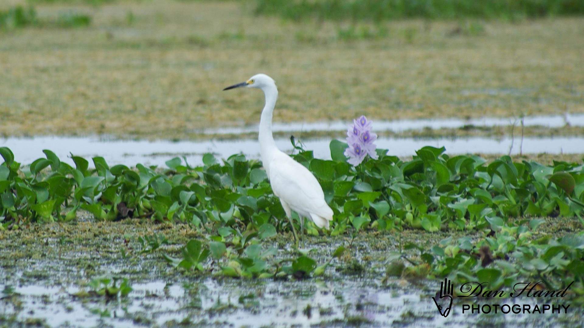 Snowy Egret