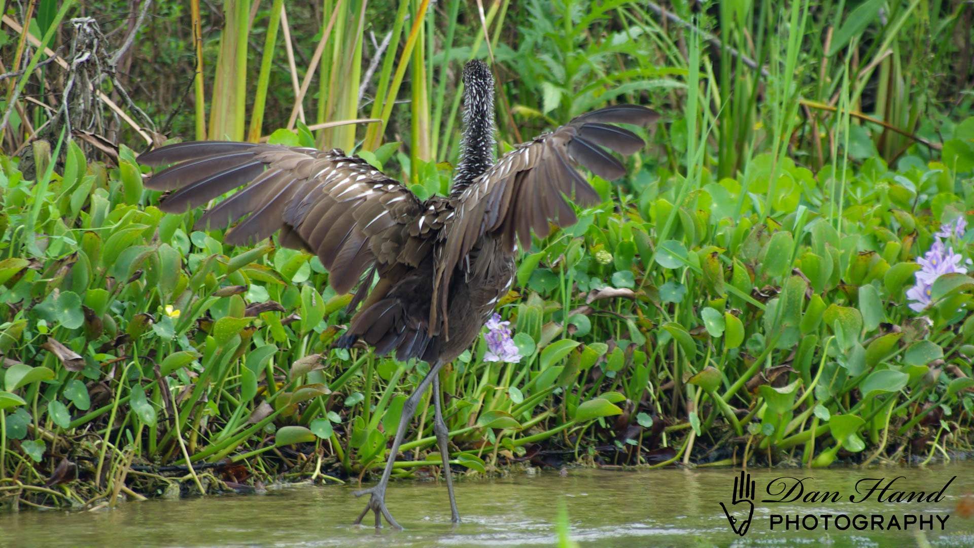 Limpkin 