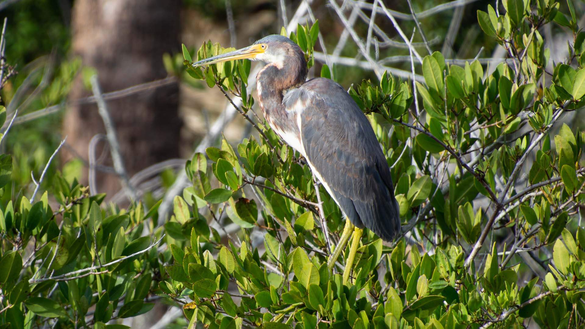 Tricolored Heron