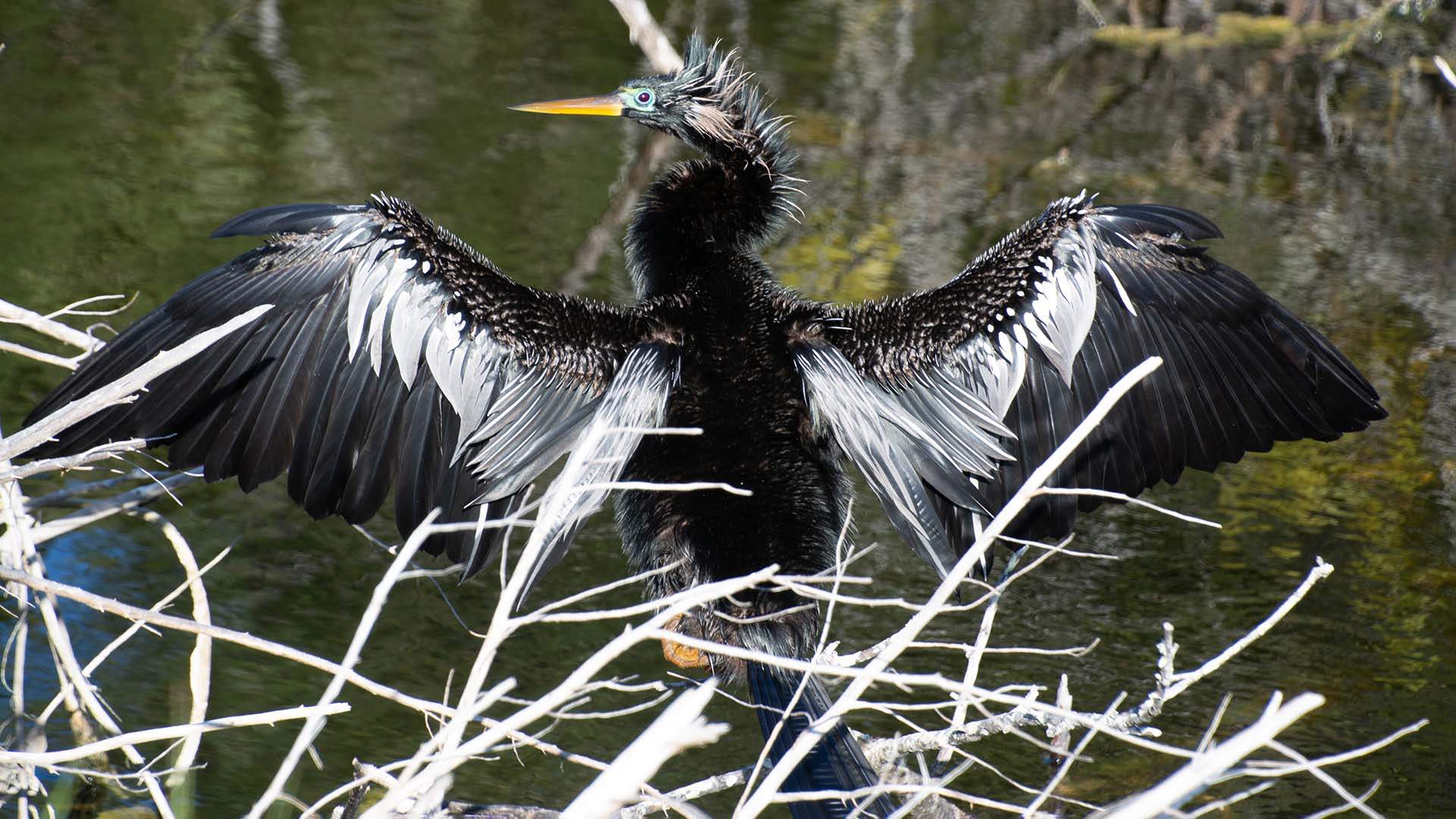 Anhinga