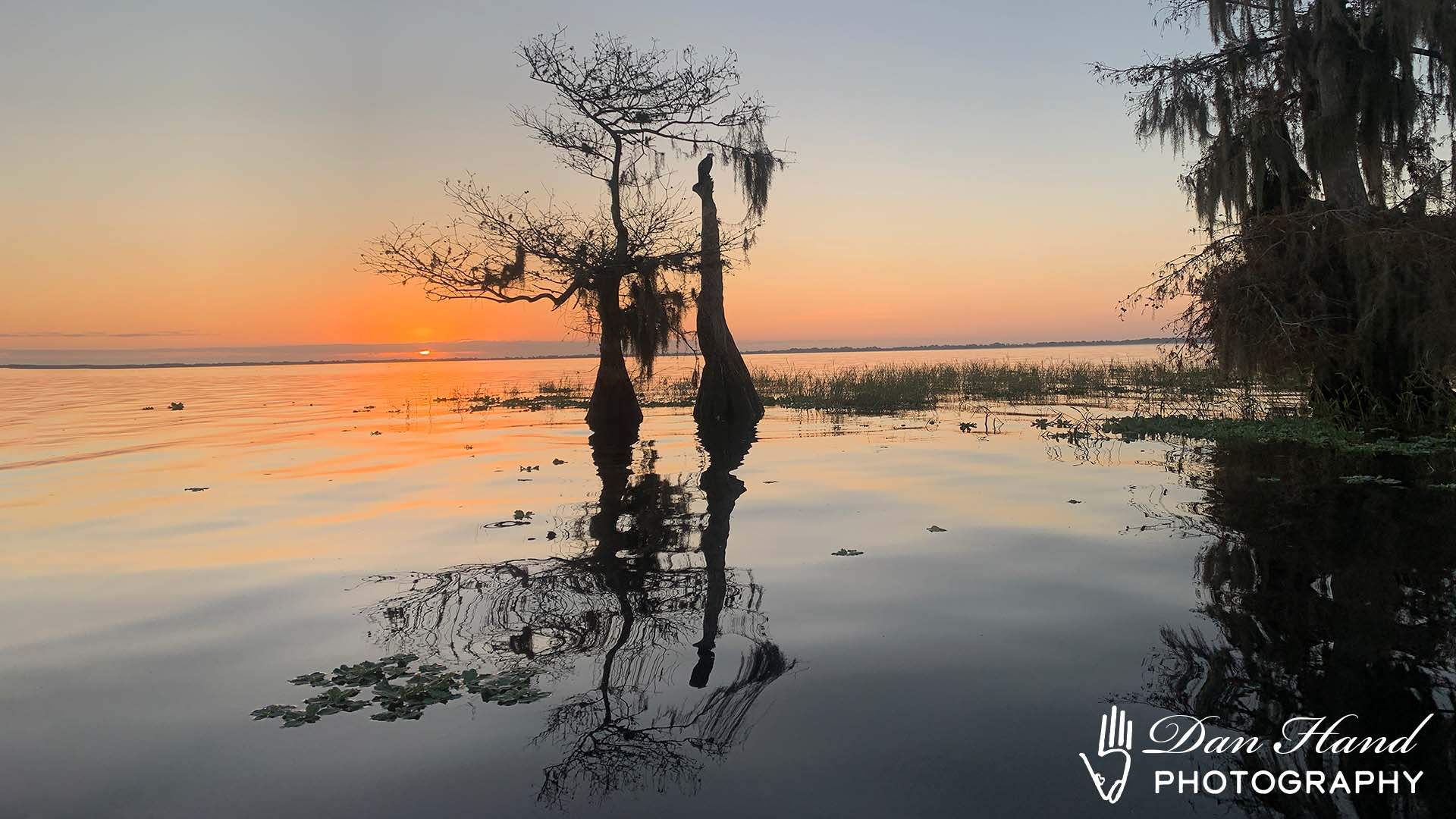 Cypress trees at sunrise