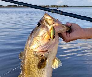 Largemouth Bass being held up