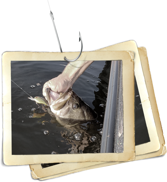 Fish being pulled out of water